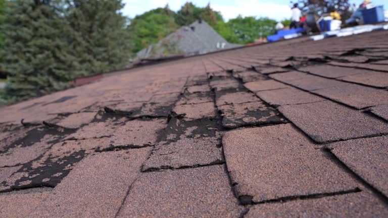 Best Asphalt Shingle Roofing  in Bicknell, IN
